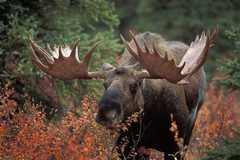 Alaska Yukon Moose - GOABC Guide Outfitters Association of British Columbia Canada