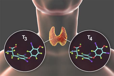 Thyroid Hormones (T3, T4): Roles, Functions, High/Low Levels ...