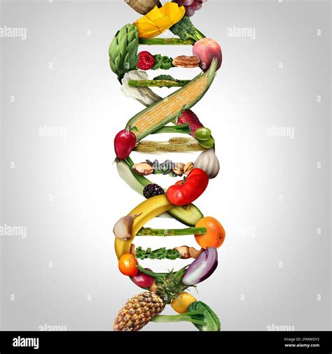 GMO food and Genetically modified crops or engineered agriculture concept using biotechnology ...