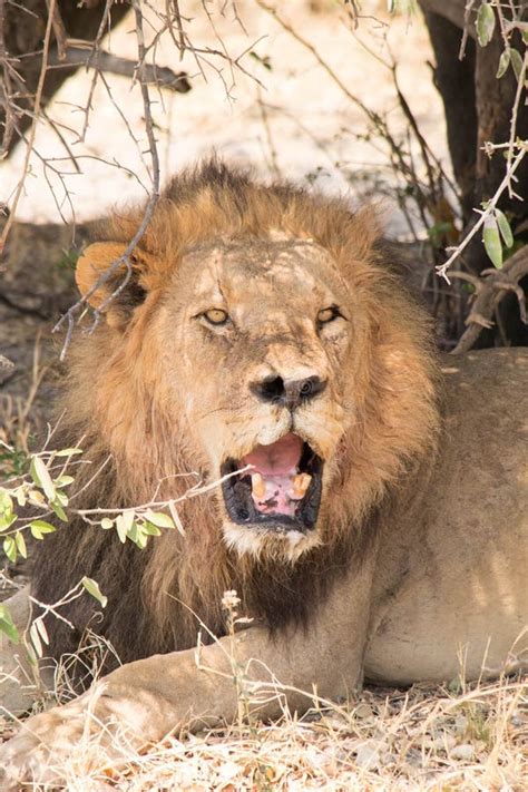 A Male Lion Taking a Break after Successfull Hunting. Photo Taken in Chobe National Park ...