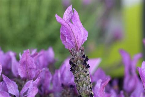 How to Grow and Care for Spanish Lavender (The Definitive Guide) | TheFragrantGarden