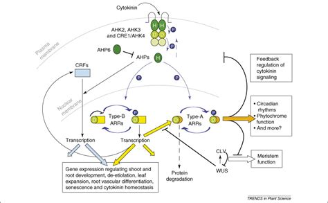 Cytokinin signaling: two-components and more: Trends in Plant Science