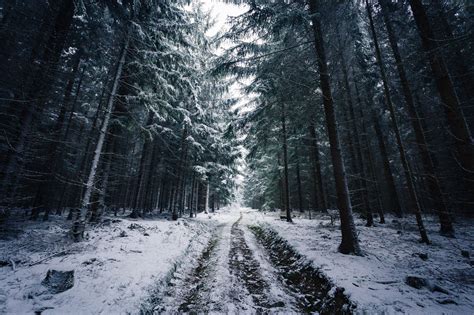 Johannes Hulsch, Forest, Winter, Snow, Trees, Road, Norway Wallpapers HD / Desktop and Mobile ...