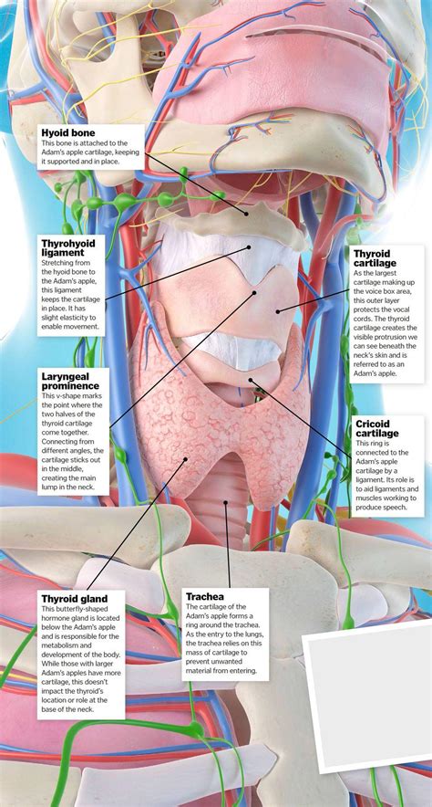 Apple Anatomy - How It Works | Everand