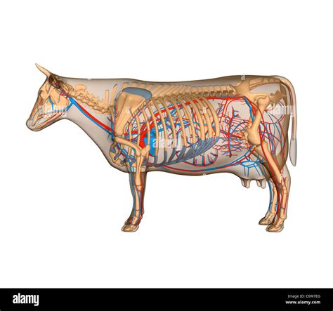 Anatomy of the cow circulary heart circulation Stock Photo - Alamy