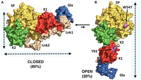 Frontiers | Structure of Coagulation Factor II: Molecular Mechanism of ...