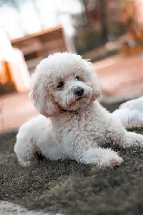 15 Things You Should Know About The Miniature Poodle - Your Dog Advisor