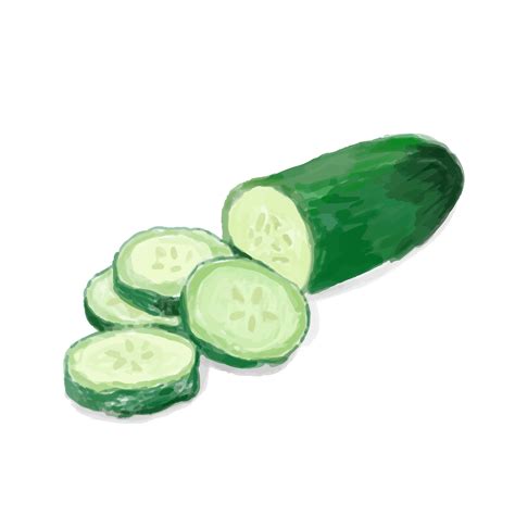 Hand drawn cucumber watercolor style - Download Free Vectors, Clipart Graphics & Vector Art