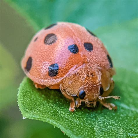 How to Get Rid of Ladybugs