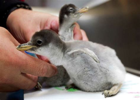 Gentoo penguin chicks born at Moody Gardens