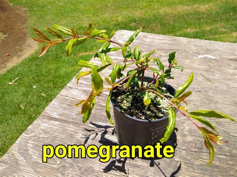 Pomegranate | ESP Nursery