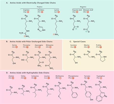 Essential Amino Acids: Chart, Abbreviations and Structure | Technology Networks | Amino acids ...