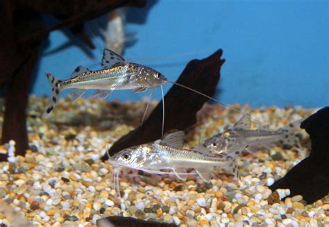 Pictus Catfish - SWEET KNOWLE AQUATICS ONLINE SHOP