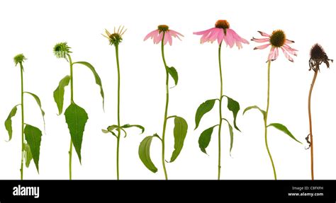 Evolution of Echinacea purpurea flower isolated on white background Stock Photo - Alamy