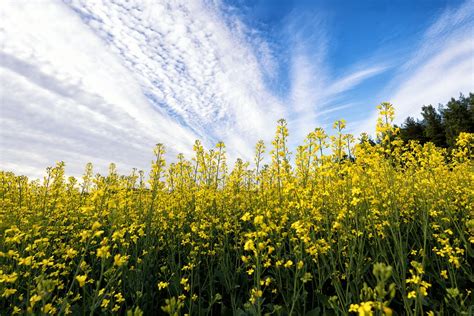 Mustard Flower Field - Free photo on Pixabay - Pixabay