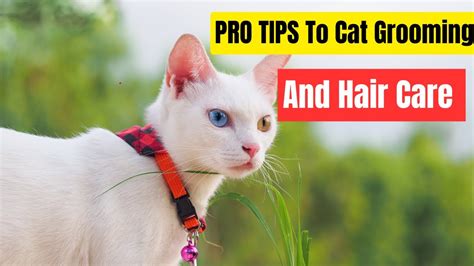 The Ultimate Guide To Cat Grooming And Hair Care – HousePetsCare.com