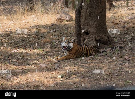 Royal Bengal Tiger Stock Photo - Alamy