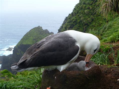 Macquarie Island albatrosses breed easier after rabbit eradication — Australian Antarctic ...