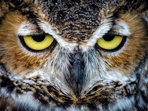 Owl Eyes | Smithsonian Photo Contest | Smithsonian Magazine