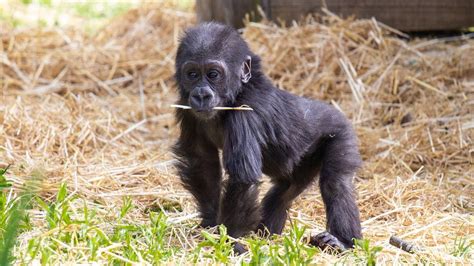 Bristol Zoo's hand-reared baby gorilla finds surrogate mum - BBC News