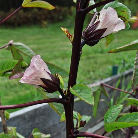 Hibiscus-Roselle (90-120 Days) – Pinetree Garden Seeds