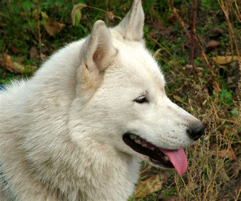 white siberian husky |different breeds of dogs pictures |cute dog pics