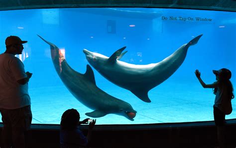 National Aquarium will move dolphins to a sanctuary by 2020 - Baltimore Sun