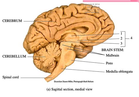 diencephalon Diagram | Quizlet