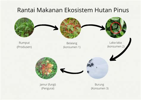 Keanekaragaman Ekosistem di Hutan Pinus Halaman 1 - Kompasiana.com