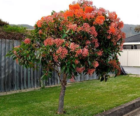 Dwarf flowering gum planted next to a driveway | Fast growing shade trees, Australian native ...