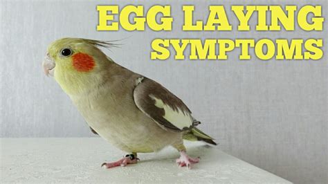 Cockatiel EGG LAYING SYMPTOMS 🌹 PREGNANT Cockatiel Symptoms - YouTube