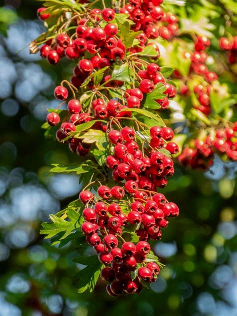 Hawthorn - planting, pruning and care