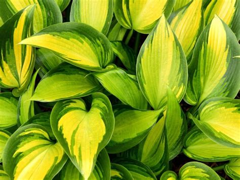 Different Types Of Hostas - Learn About Common Varieties Of Hosta