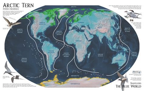 Migration routes of the arctic tern, that every year goes from the ...