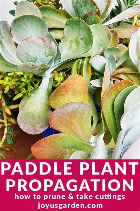 Paddle Plant Propagation: How To Prune & Take Cuttings