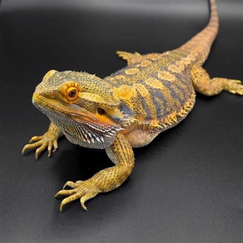 Bearded Dragon Breeders — 7th Galaxy Dragons | Bearded dragon, Bearded ...