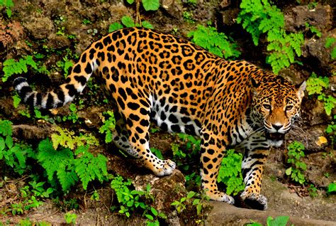 Averting a Jaguar Poaching and Trafficking Crisis - Wildlife ...