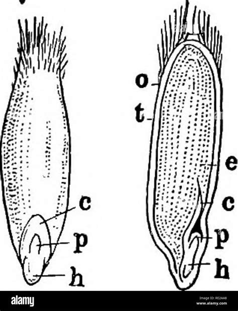 Hypocotyl Black and White Stock Photos & Images - Alamy