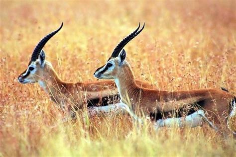 Tibetan antelope - Alchetron, The Free Social Encyclopedia