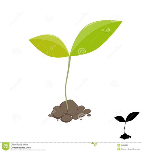 Seed Germination Clip Art