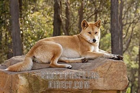 dingo habitat pictures - Google Search | Dingo dog, Australia animals ...