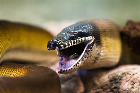 White-Lipped Python 01 | Those feet you see in it's mouth wa… | Flickr