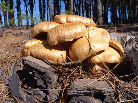 Seta notable o gimnopilo (Gymnopilus junonius), hábitat – Canal del Área de Tecnología Educativa