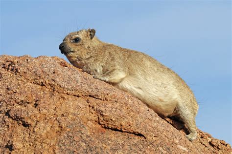 Is Hyrax a Pokemon? What makes this an exotic pet? Read on..