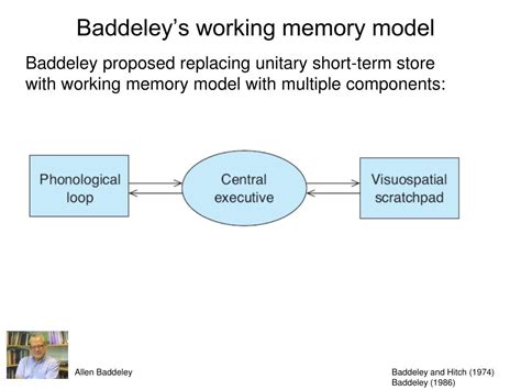 PPT - Memory III Working Memory & Brain PowerPoint Presentation - ID:386691