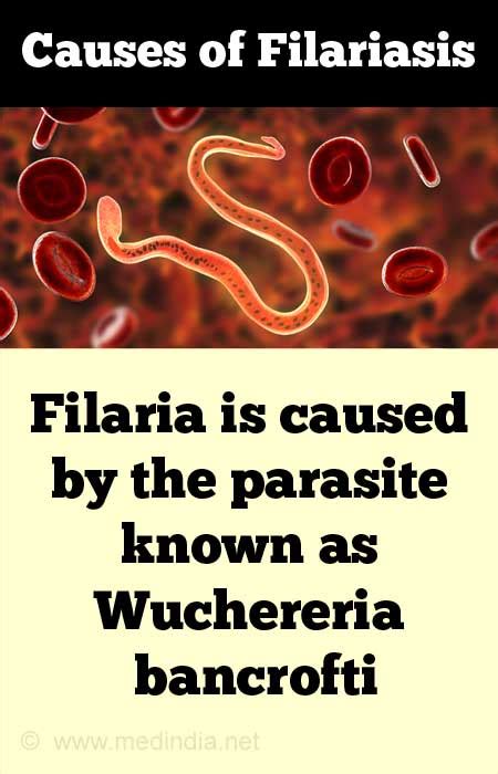 Cellular And Humoral Basis Of Protecton Against Lymphatic Filariasis ...