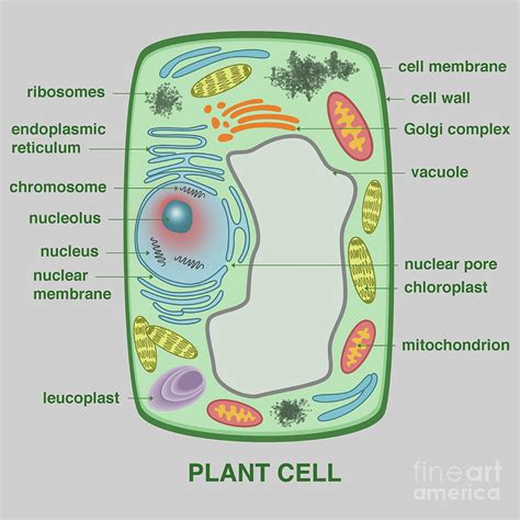 Chromosomes Plant Cell