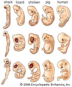 Embryology | Description & History | Britannica