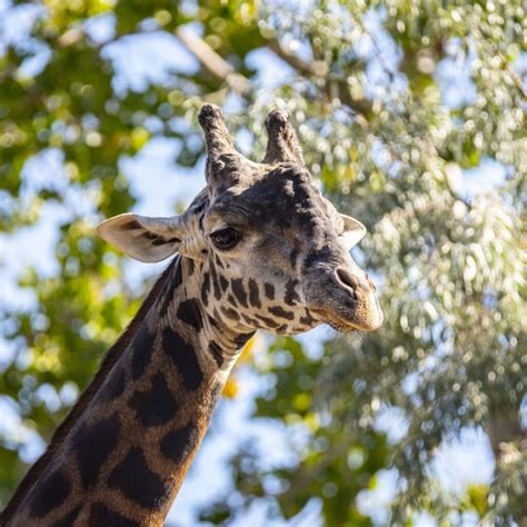 Animals at the Calgary Zoo - Wilder Institute/Calgary Zoo