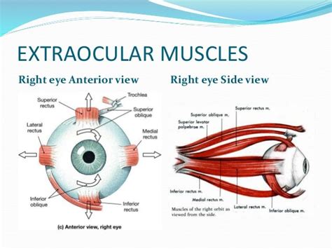 Extraocular muscles